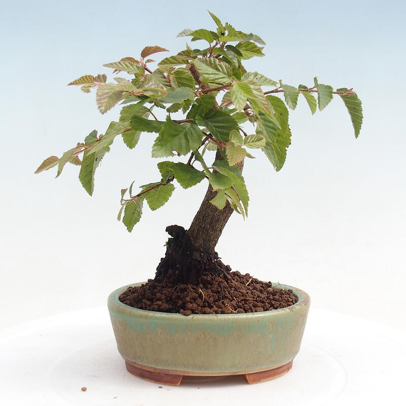 Vonkajší bonsai -Carpinus CARPINOIDES - Hrab kórejský