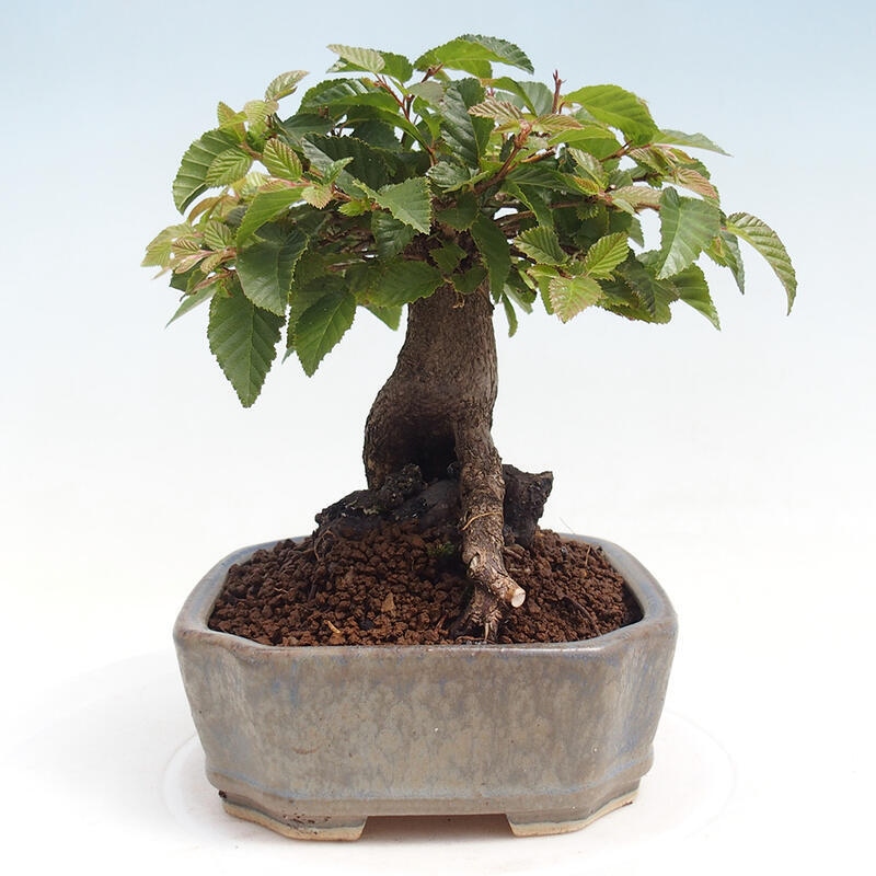 Vonkajší bonsai -Carpinus CARPINOIDES - Hrab kórejský