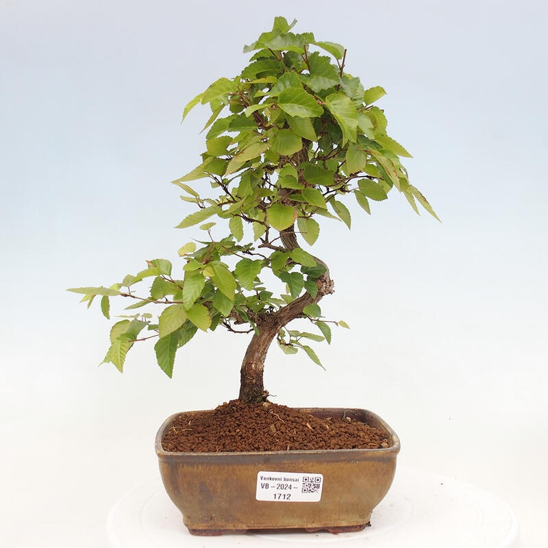 Vonkajší bonsai -Carpinus CARPINOIDES - Hrab kórejský