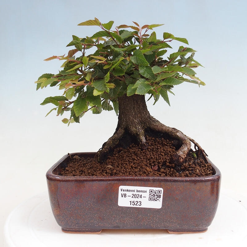 Vonkajší bonsai -Carpinus CARPINOIDES - Hrab kórejský