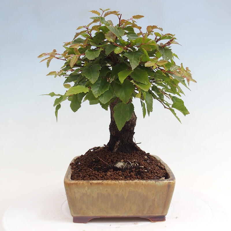 Vonkajší bonsai -Carpinus CARPINOIDES - Hrab kórejský