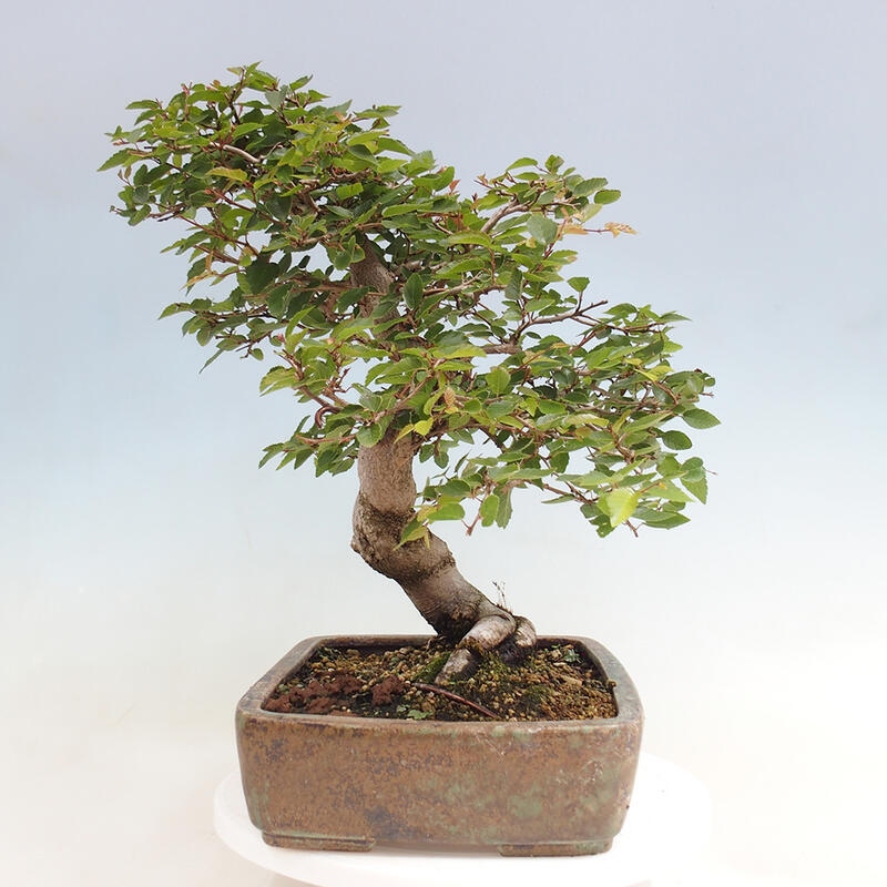 Vonkajší bonsai -Carpinus CARPINOIDES - Hrab kórejský