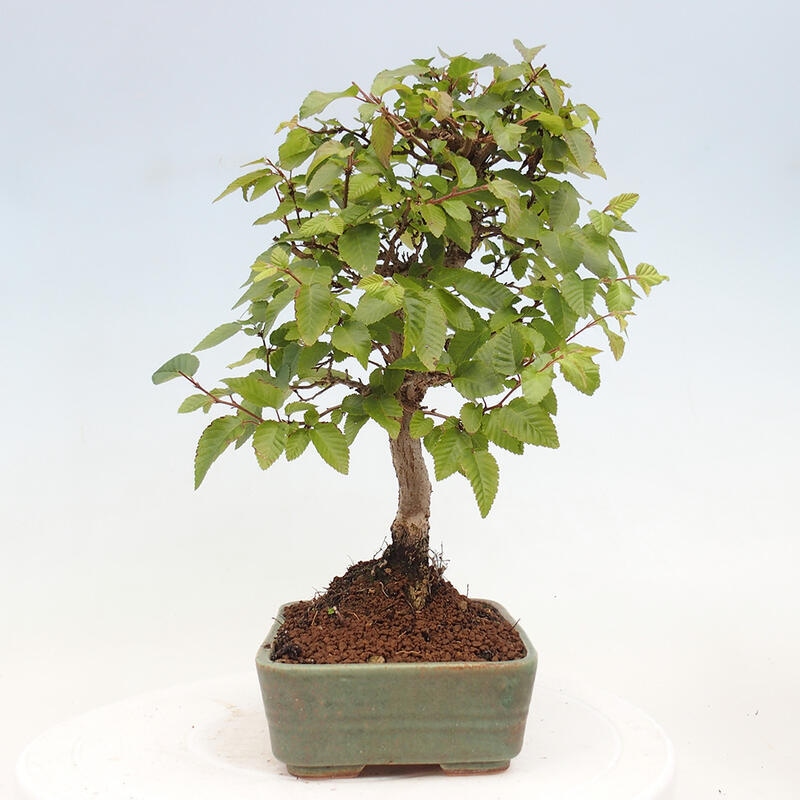 Vonkajší bonsai -Carpinus CARPINOIDES - Hrab kórejský