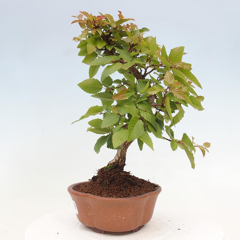 Vonkajší bonsai -Carpinus CARPINOIDES - Hrab kórejský