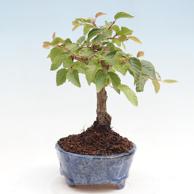 Vonkajší bonsai -Carpinus CARPINOIDES - Hrab kórejský