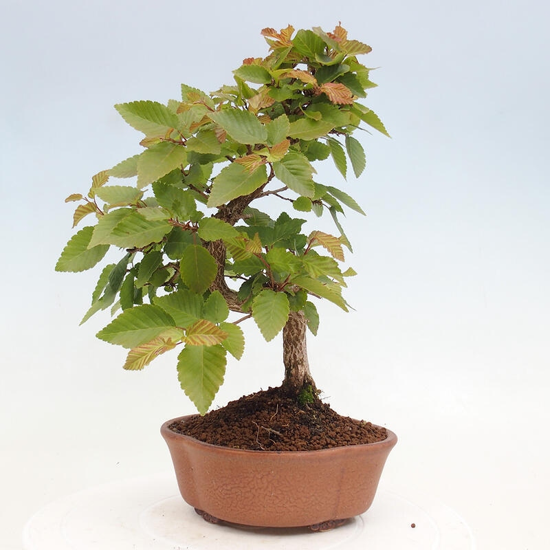 Vonkajší bonsai -Carpinus CARPINOIDES - Hrab kórejský