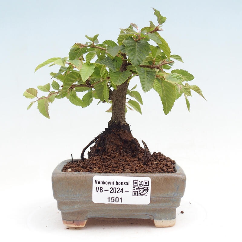 Vonkajší bonsai -Carpinus CARPINOIDES - Hrab kórejský