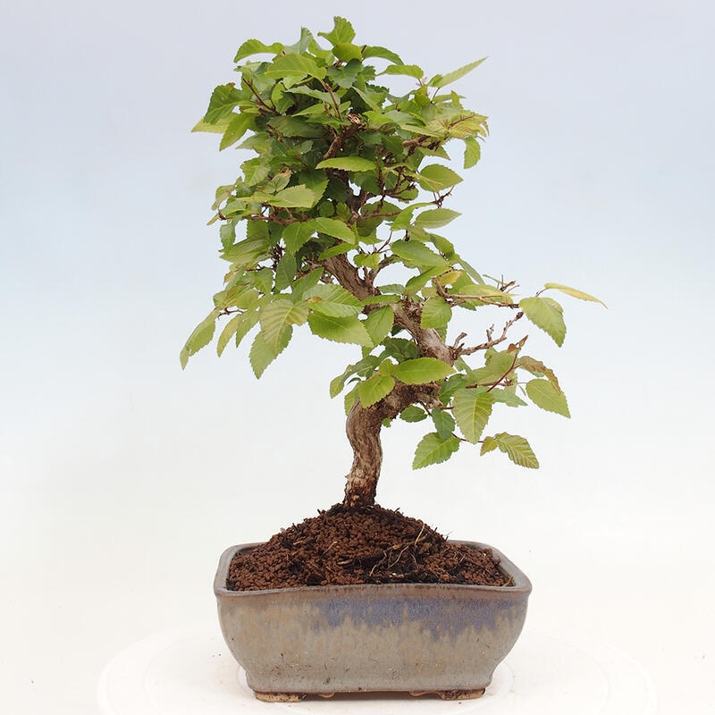 Vonkajší bonsai -Carpinus CARPINOIDES - Hrab kórejský