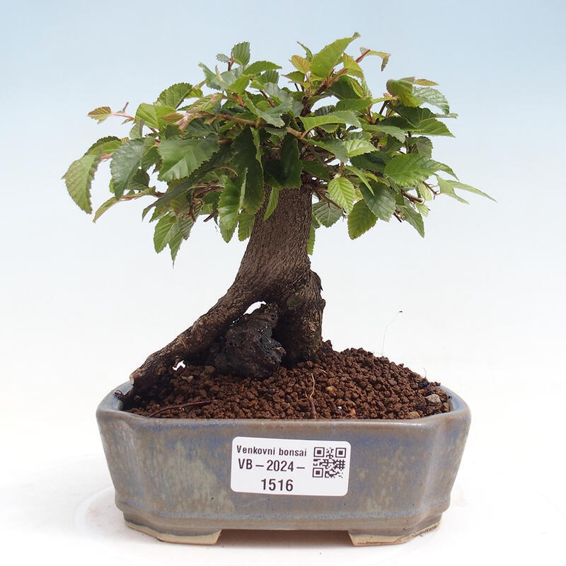 Vonkajší bonsai -Carpinus CARPINOIDES - Hrab kórejský