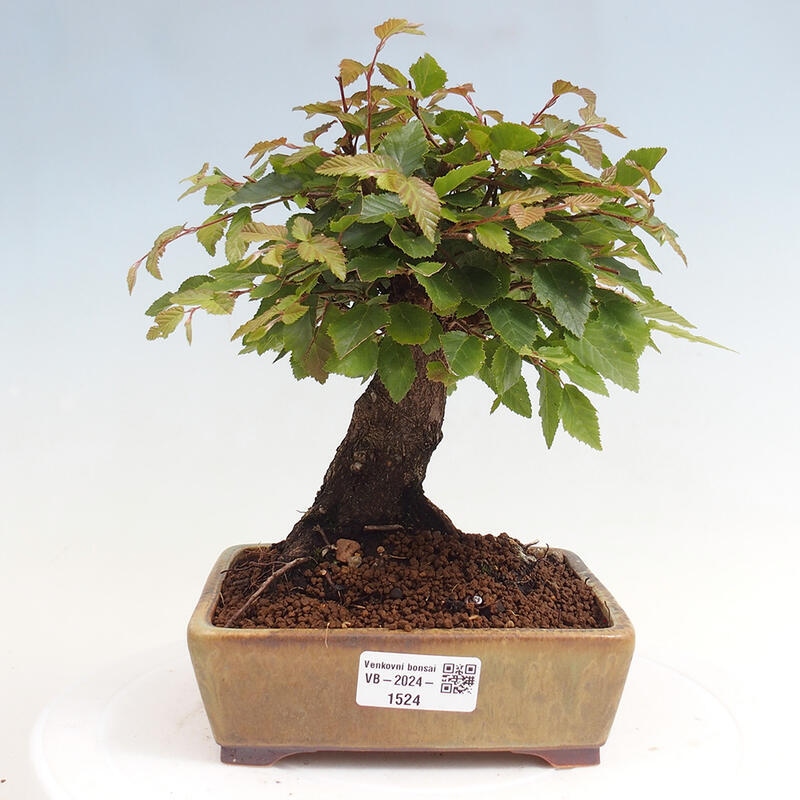 Vonkajší bonsai -Carpinus CARPINOIDES - Hrab kórejský