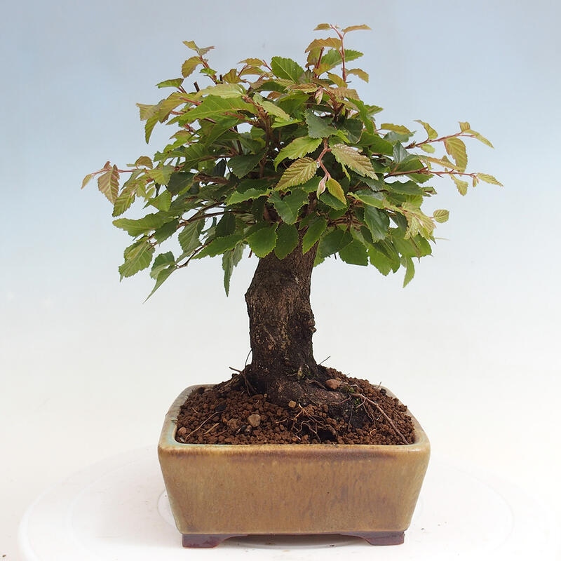 Vonkajší bonsai -Carpinus CARPINOIDES - Hrab kórejský