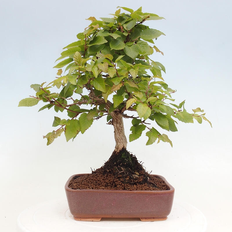 Vonkajší bonsai -Carpinus CARPINOIDES - Hrab kórejský