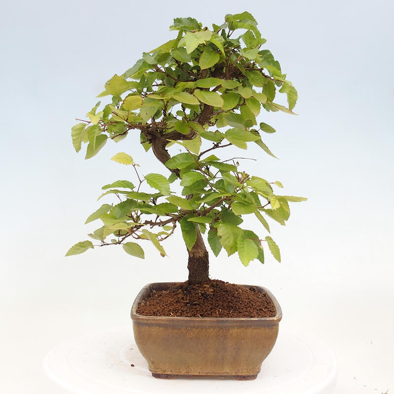 Vonkajší bonsai -Carpinus CARPINOIDES - Hrab kórejský