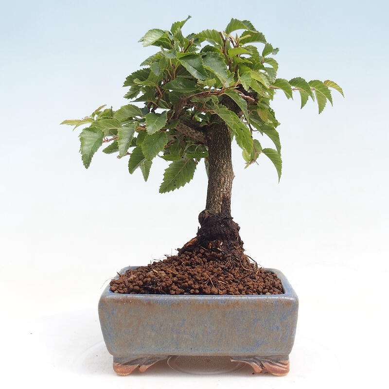 Vonkajší bonsai -Carpinus CARPINOIDES - Hrab kórejský