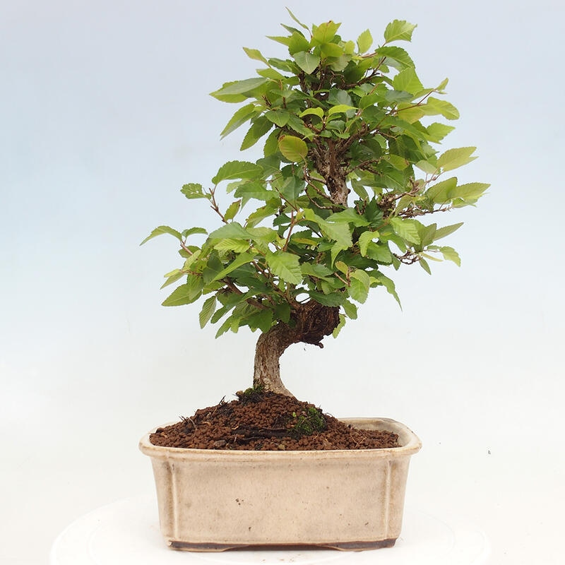 Vonkajší bonsai -Carpinus CARPINOIDES - Hrab kórejský