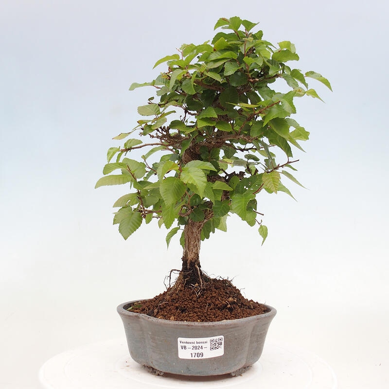 Vonkajší bonsai -Carpinus CARPINOIDES - Hrab kórejský