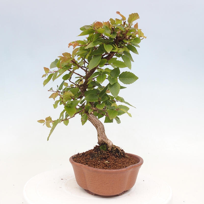 Vonkajší bonsai -Carpinus CARPINOIDES - Hrab kórejský