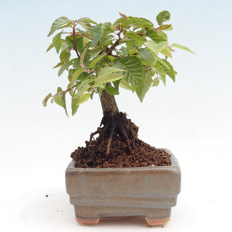 Vonkajší bonsai -Carpinus CARPINOIDES - Hrab kórejský