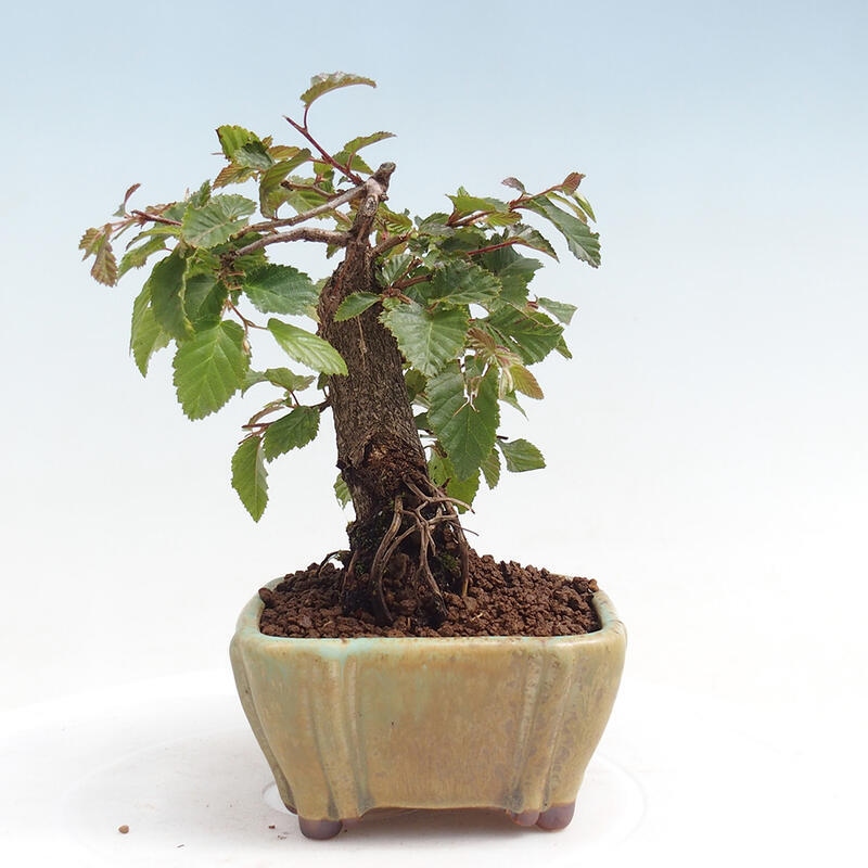 Vonkajší bonsai -Carpinus CARPINOIDES - Hrab kórejský