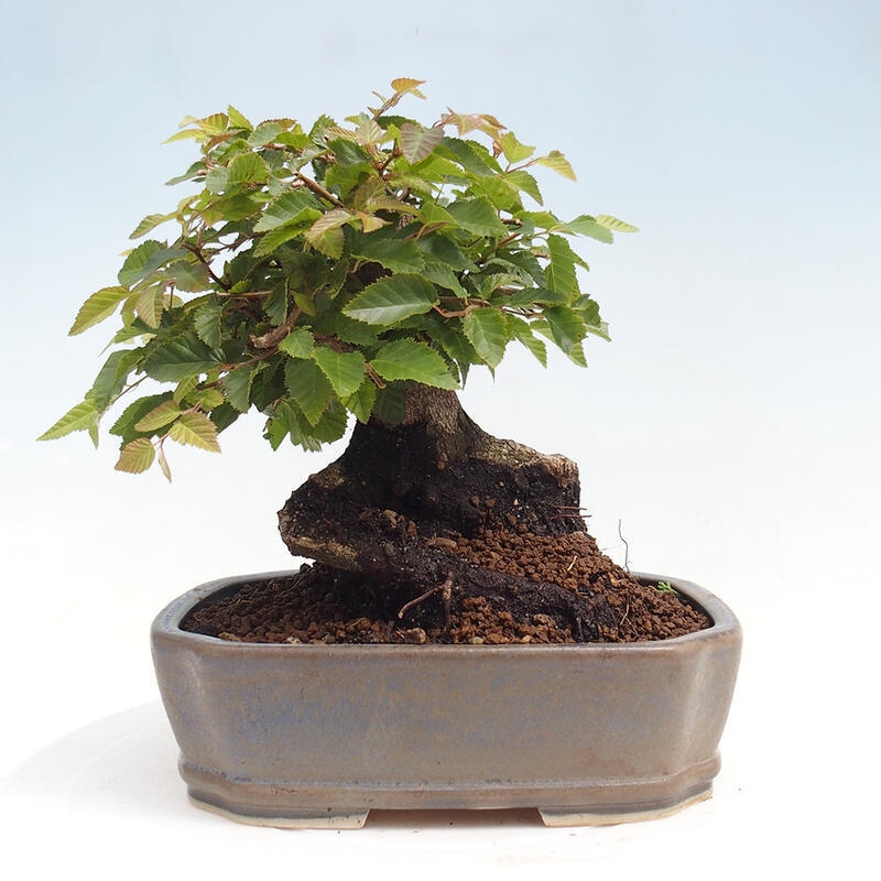 Vonkajší bonsai -Carpinus CARPINOIDES - Hrab kórejský