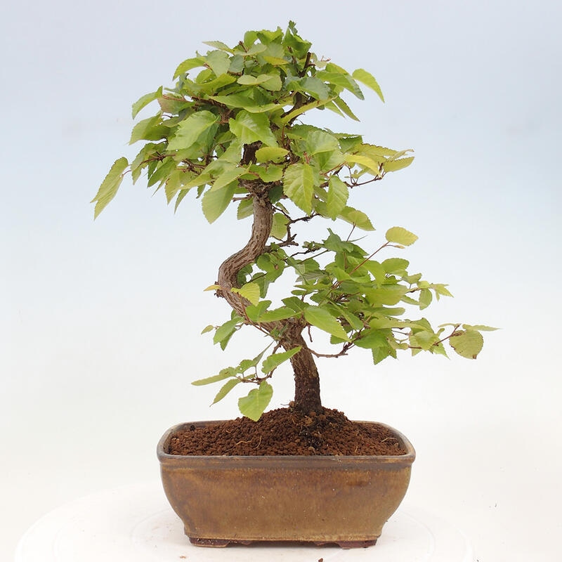 Vonkajší bonsai -Carpinus CARPINOIDES - Hrab kórejský