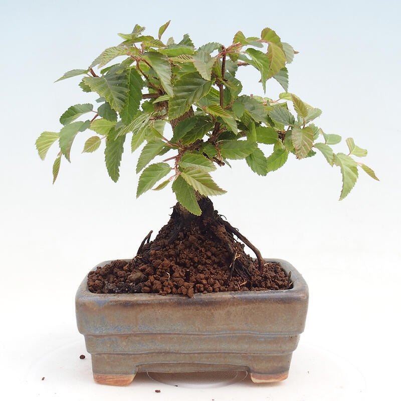 Vonkajší bonsai -Carpinus CARPINOIDES - Hrab kórejský