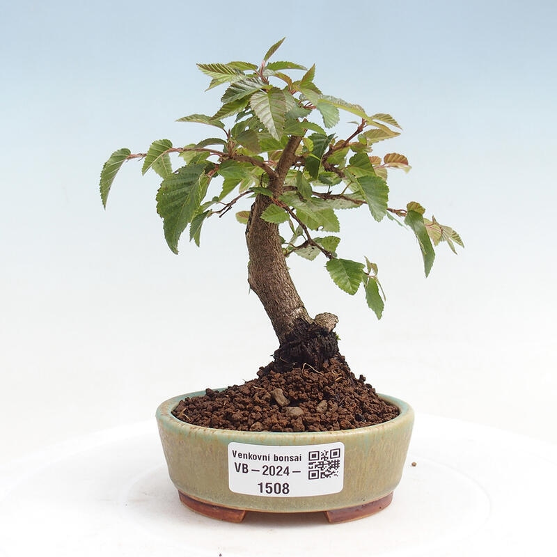 Vonkajší bonsai -Carpinus CARPINOIDES - Hrab kórejský