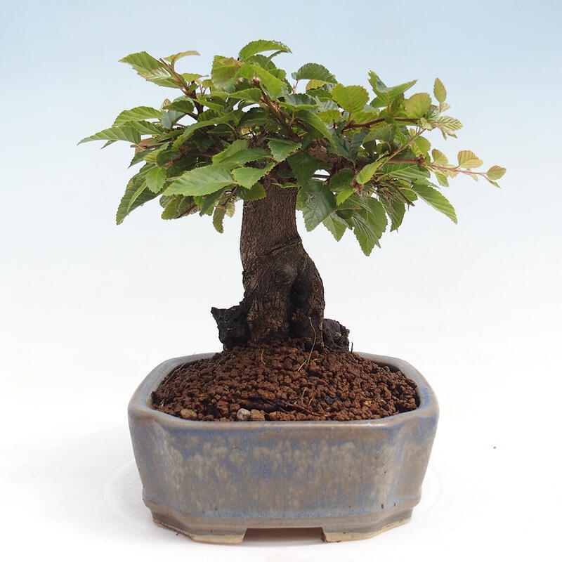 Vonkajší bonsai -Carpinus CARPINOIDES - Hrab kórejský