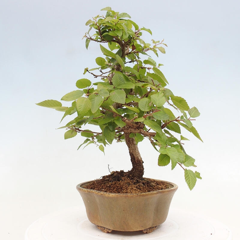 Vonkajší bonsai -Carpinus CARPINOIDES - Hrab kórejský