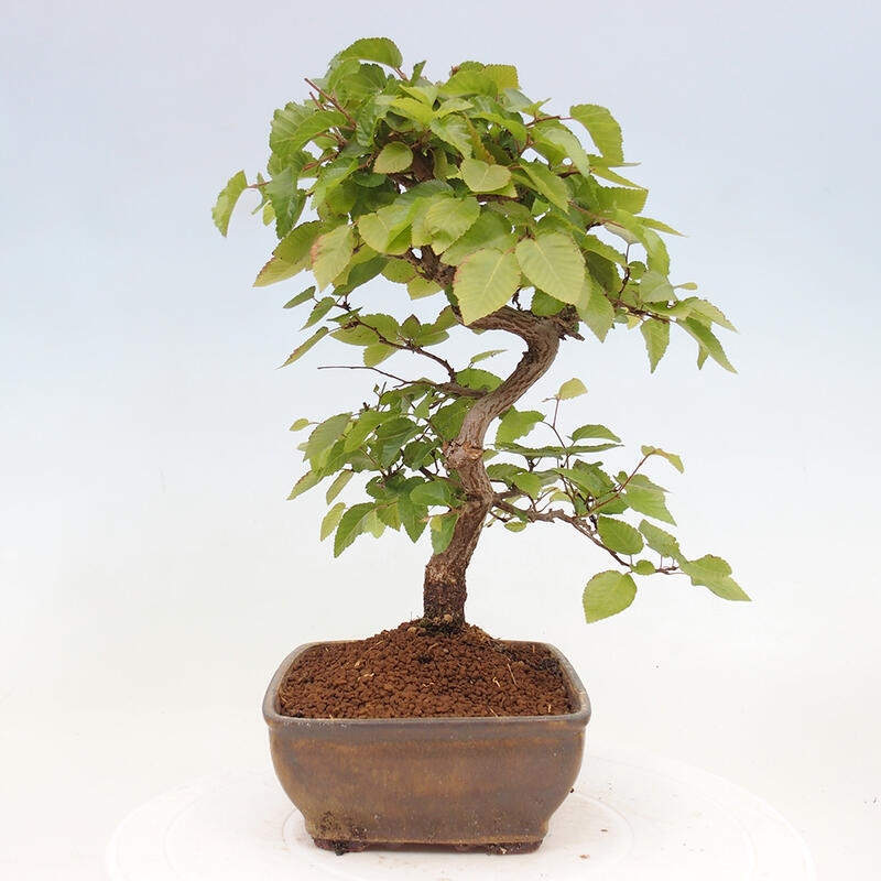 Vonkajší bonsai -Carpinus CARPINOIDES - Hrab kórejský