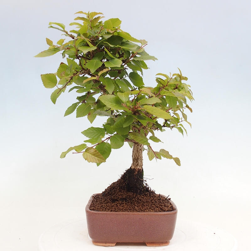 Vonkajší bonsai -Carpinus CARPINOIDES - Hrab kórejský