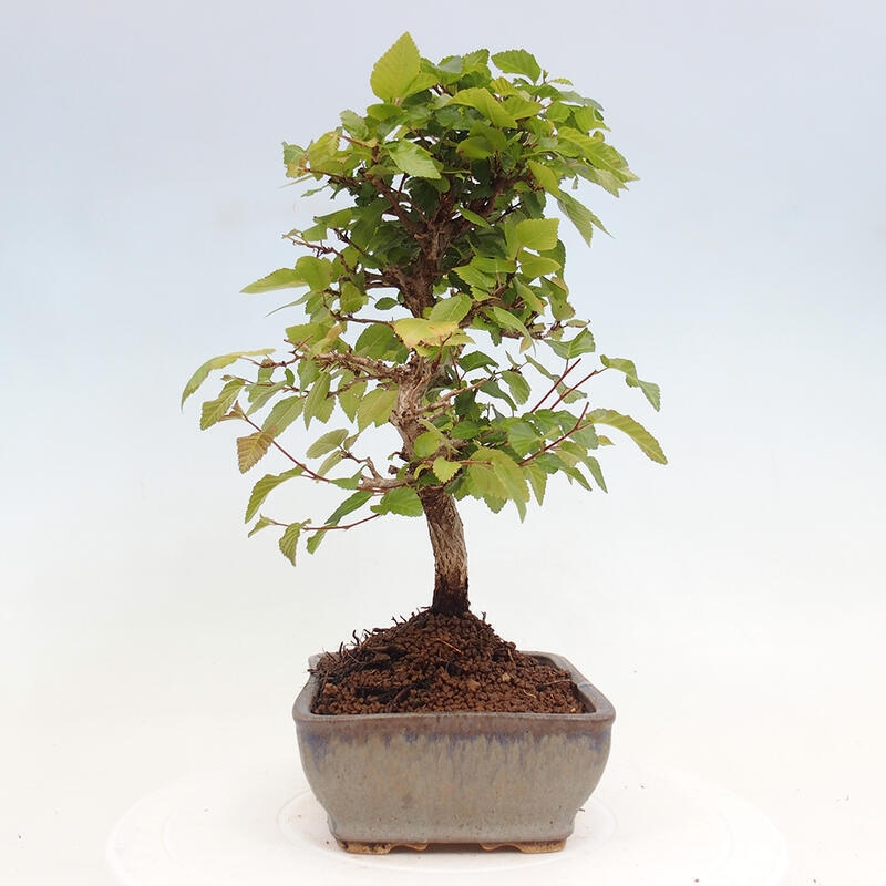 Vonkajší bonsai -Carpinus CARPINOIDES - Hrab kórejský