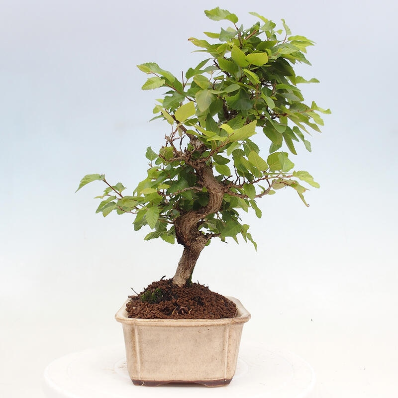 Vonkajší bonsai -Carpinus CARPINOIDES - Hrab kórejský