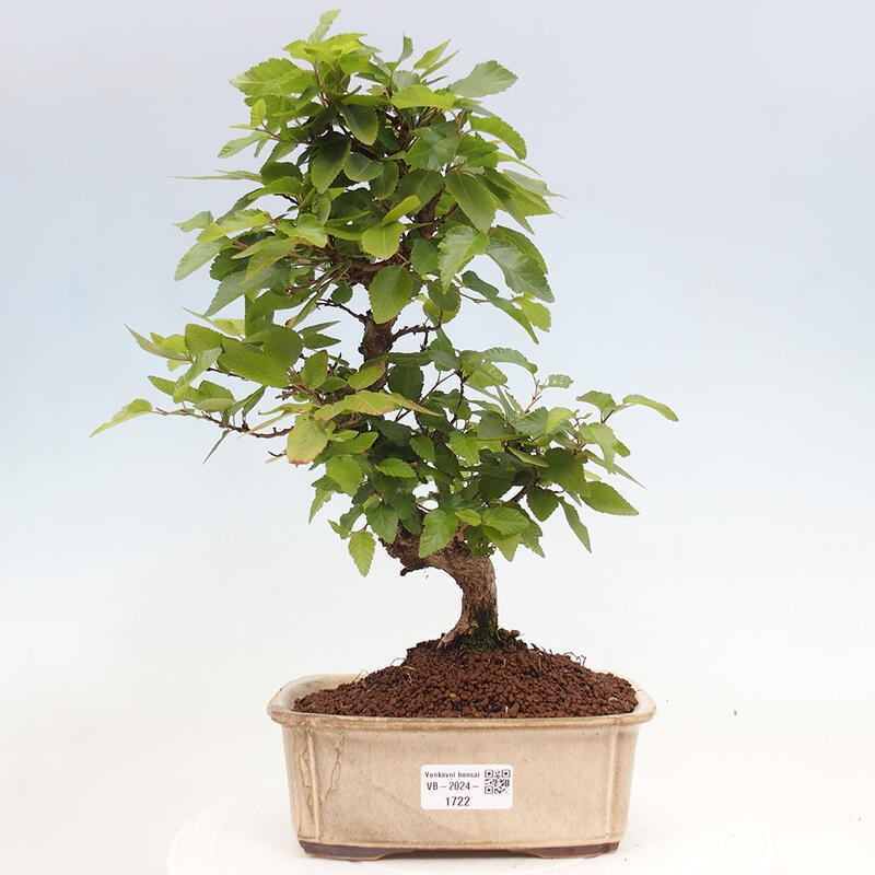 Vonkajší bonsai -Carpinus CARPINOIDES - Hrab kórejský