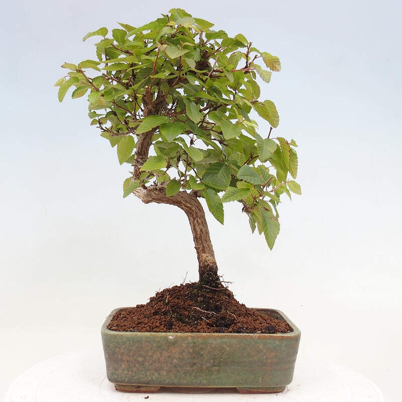 Vonkajší bonsai -Carpinus CARPINOIDES - Hrab kórejský