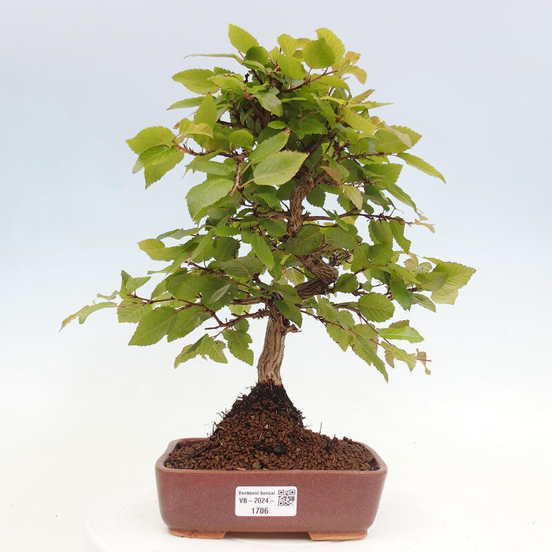 Vonkajší bonsai -Carpinus CARPINOIDES - Hrab kórejský