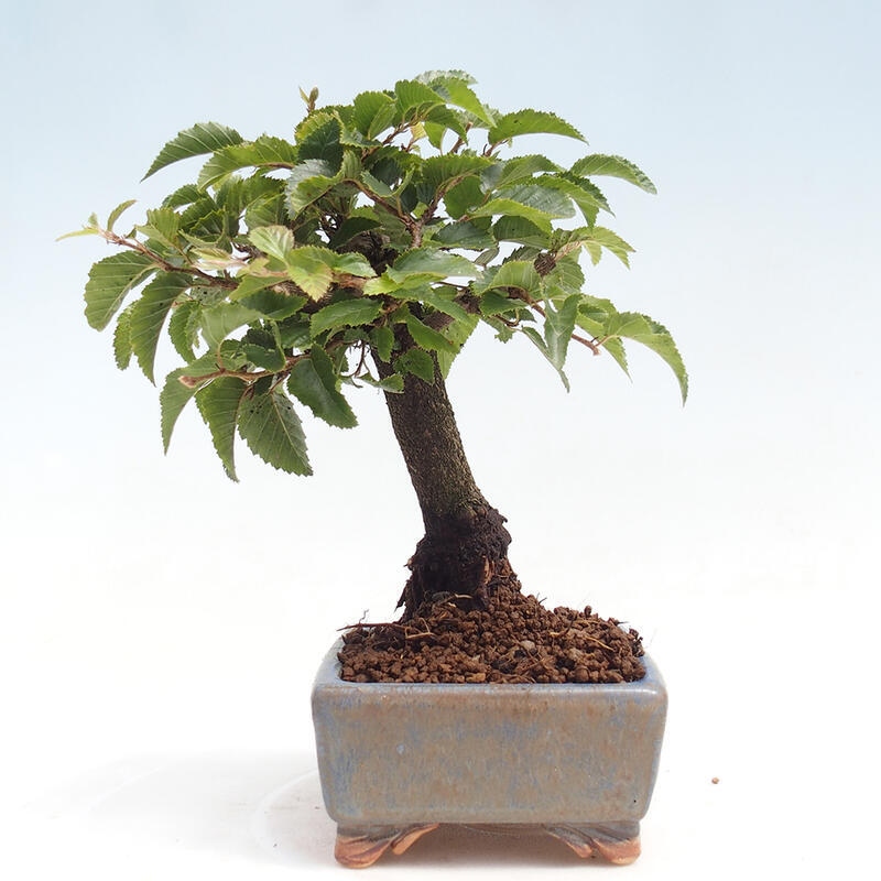 Vonkajší bonsai -Carpinus CARPINOIDES - Hrab kórejský