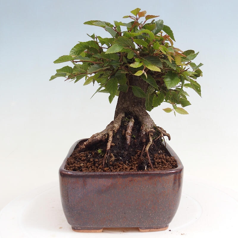 Vonkajší bonsai -Carpinus CARPINOIDES - Hrab kórejský