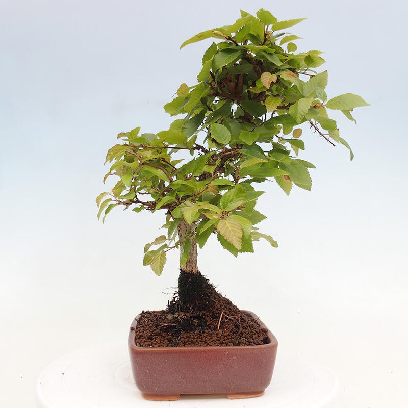 Vonkajší bonsai -Carpinus CARPINOIDES - Hrab kórejský