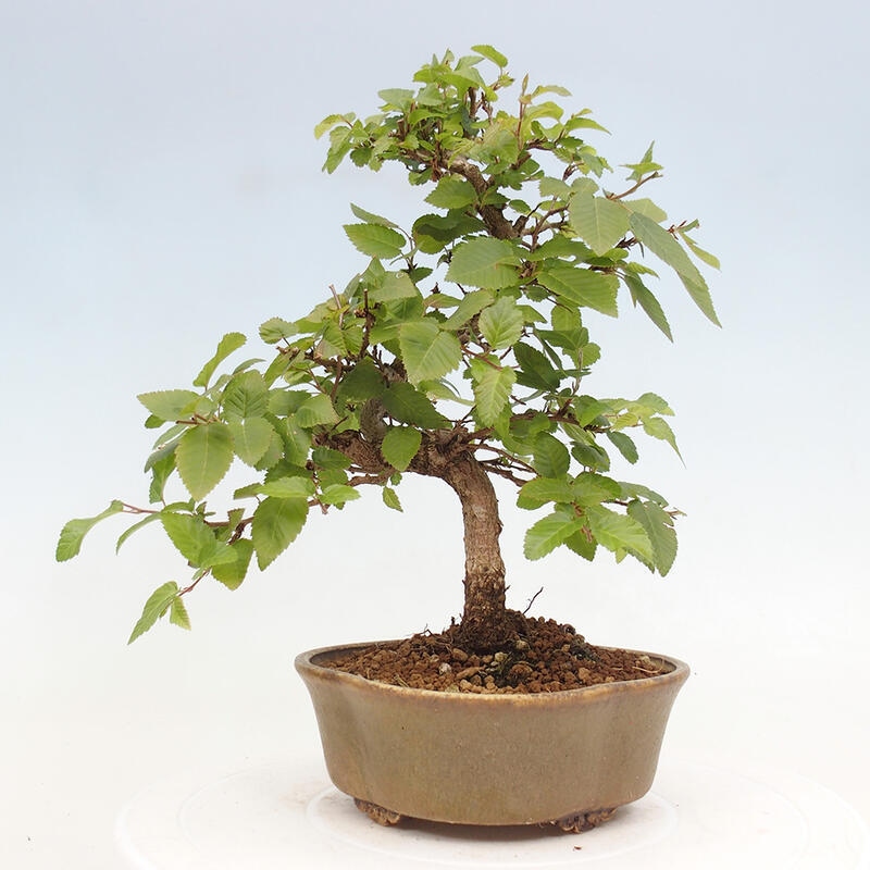 Vonkajší bonsai -Carpinus CARPINOIDES - Hrab kórejský