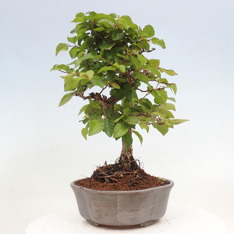 Vonkajší bonsai -Carpinus CARPINOIDES - Hrab kórejský