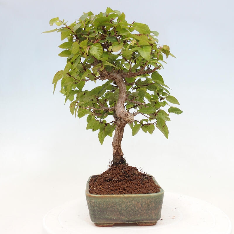 Vonkajší bonsai -Carpinus CARPINOIDES - Hrab kórejský