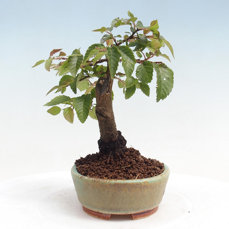 Vonkajší bonsai -Carpinus CARPINOIDES - Hrab kórejský