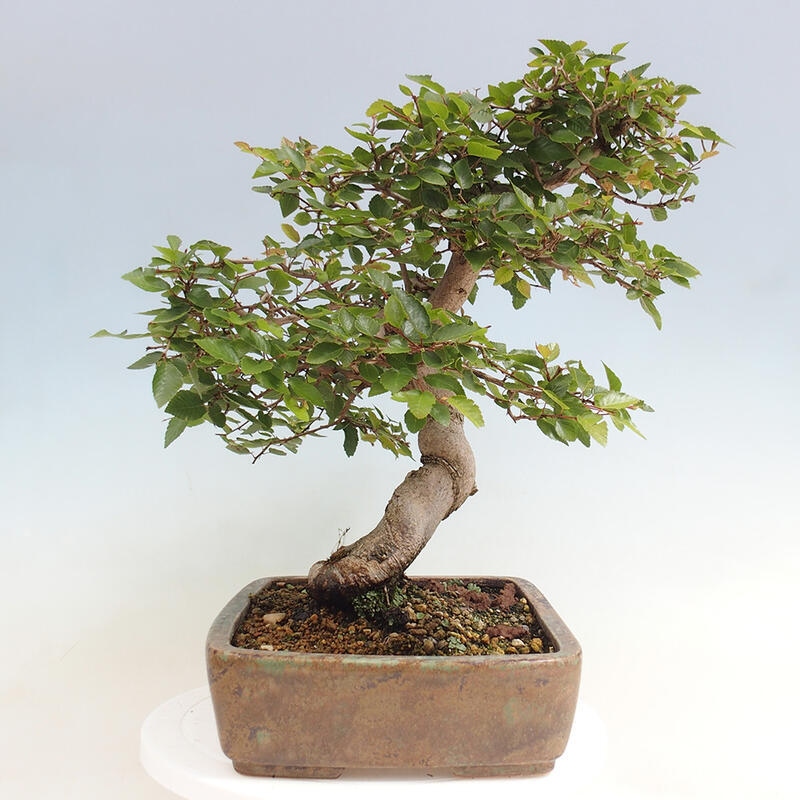 Vonkajší bonsai -Carpinus CARPINOIDES - Hrab kórejský