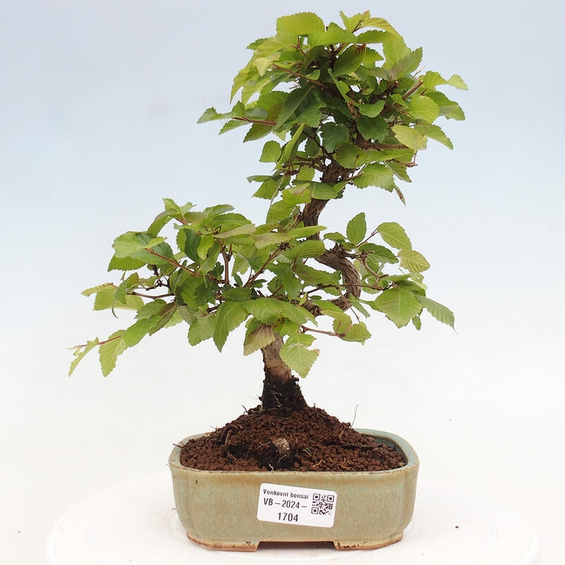 Vonkajší bonsai -Carpinus CARPINOIDES - Hrab kórejský