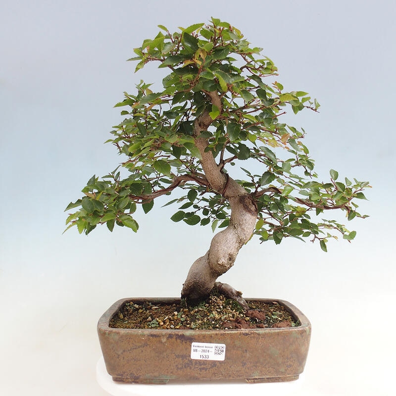 Vonkajší bonsai -Carpinus CARPINOIDES - Hrab kórejský