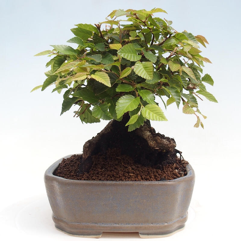 Vonkajší bonsai -Carpinus CARPINOIDES - Hrab kórejský