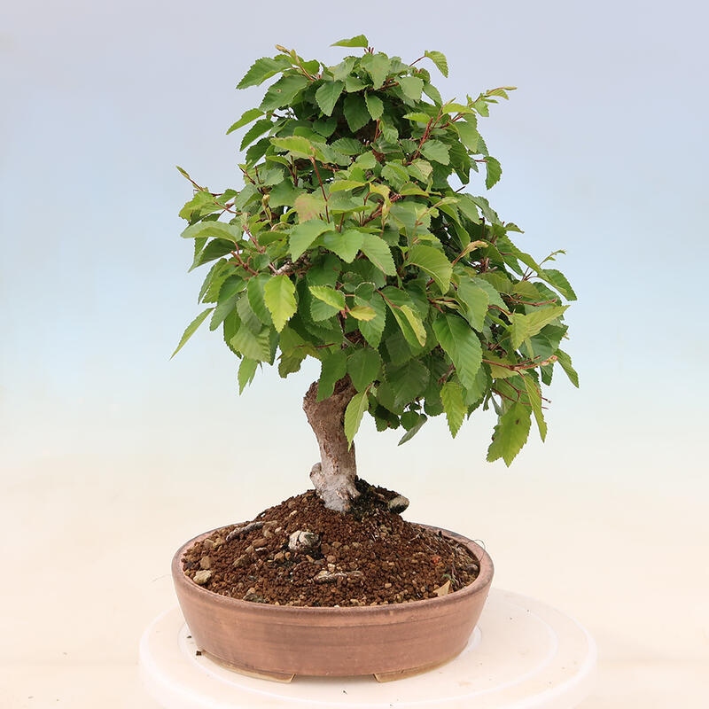 Vonkajší bonsai -Carpinus Coreana - Hrab kórejský