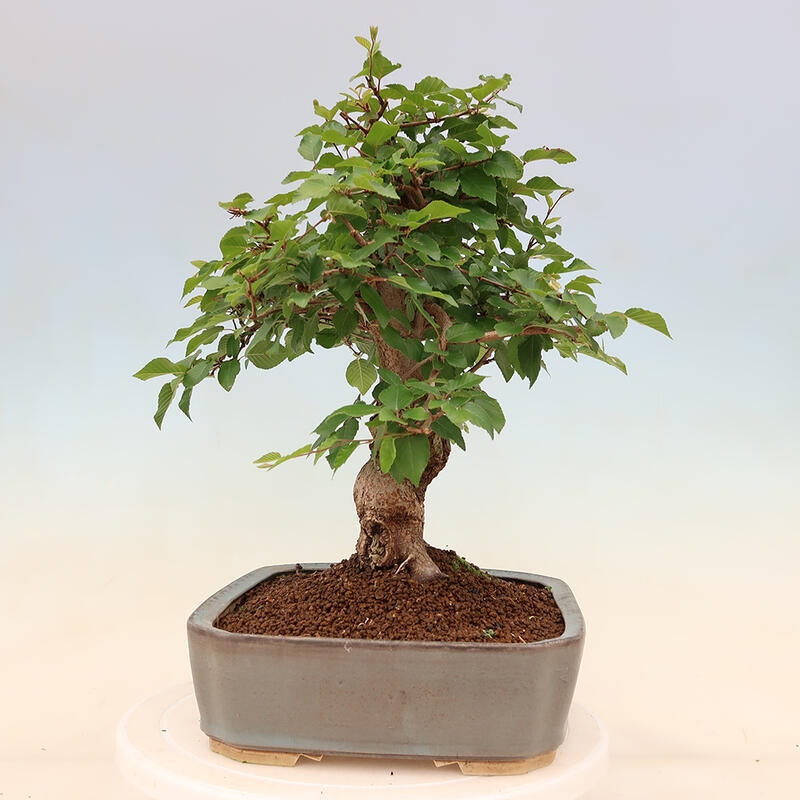 Vonkajší bonsai -Carpinus Coreana - Hrab kórejský