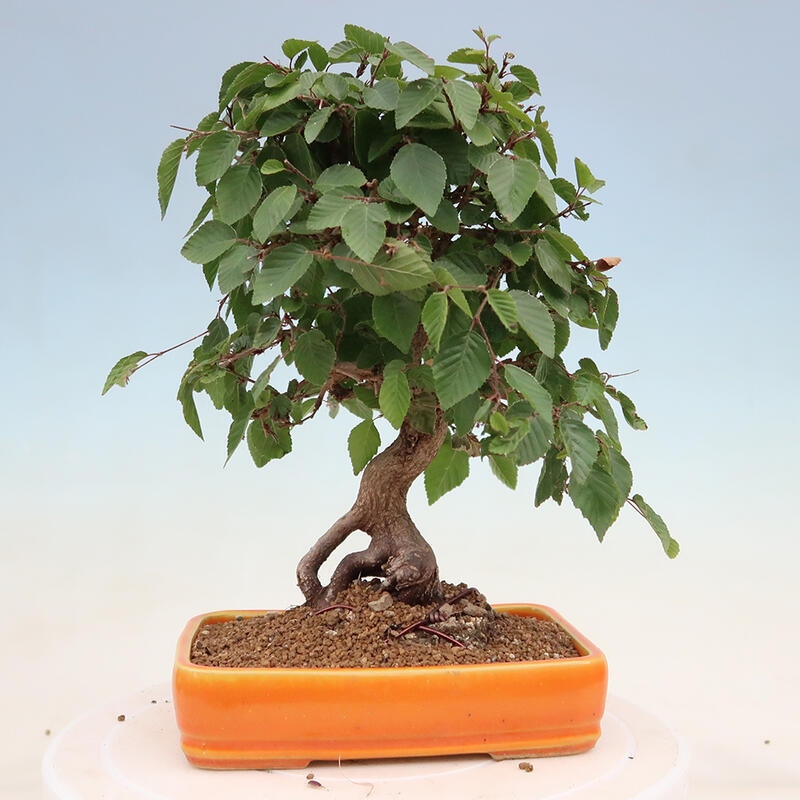 Vonkajší bonsai -Carpinus Coreana - Hrab kórejský